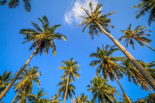 Grenada Unlimited Data eSIM: Stay Connected Without Paying For Top-Ups